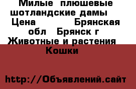 Милые, плюшевые шотландские дамы!! › Цена ­ 1 500 - Брянская обл., Брянск г. Животные и растения » Кошки   